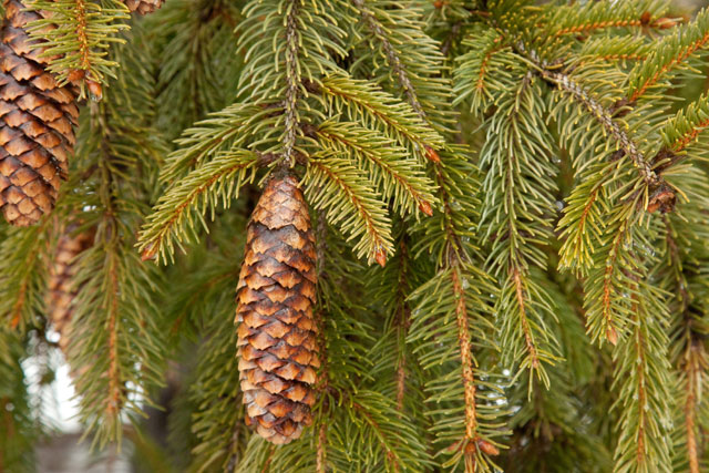 picea-cones
